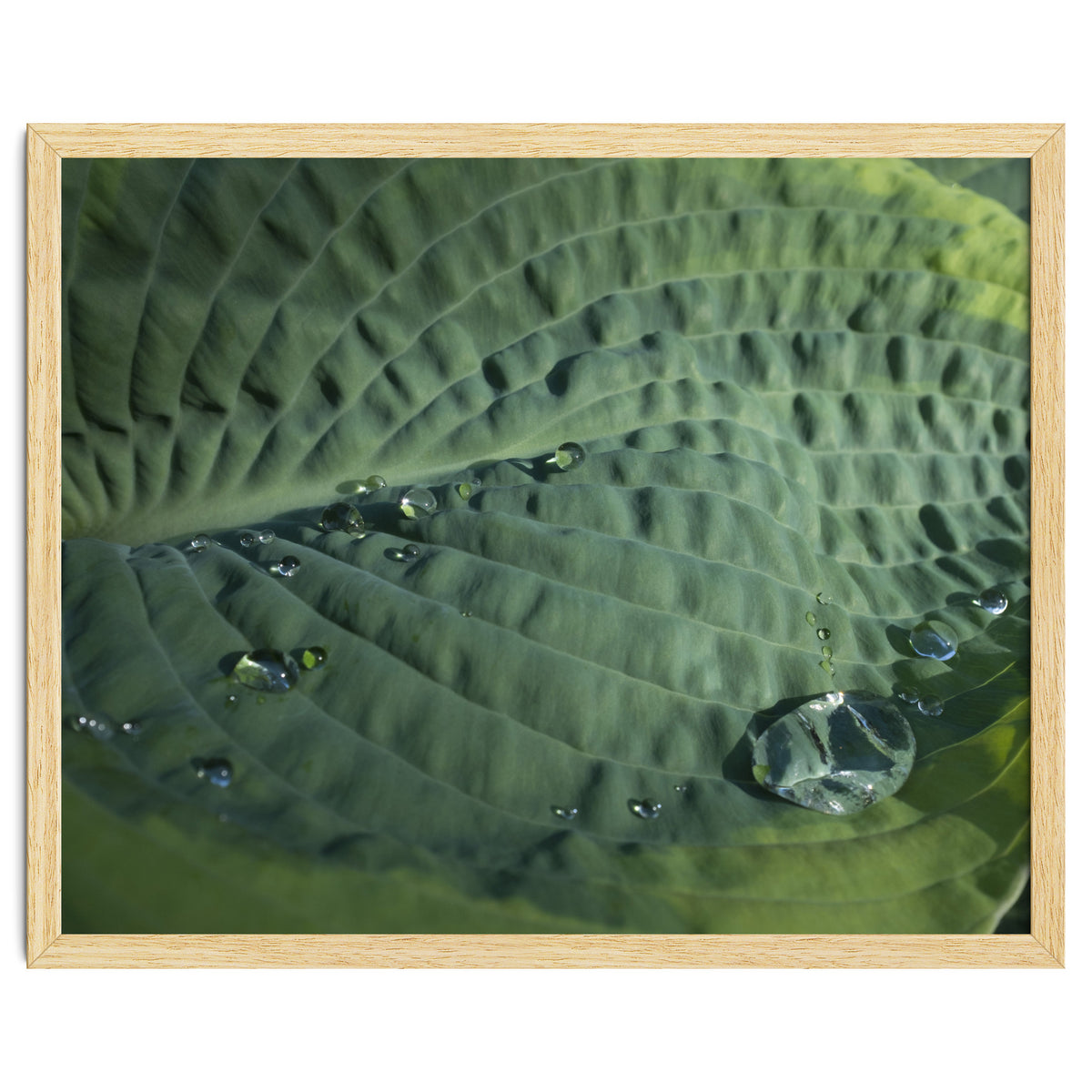 Hosta With Raindrops