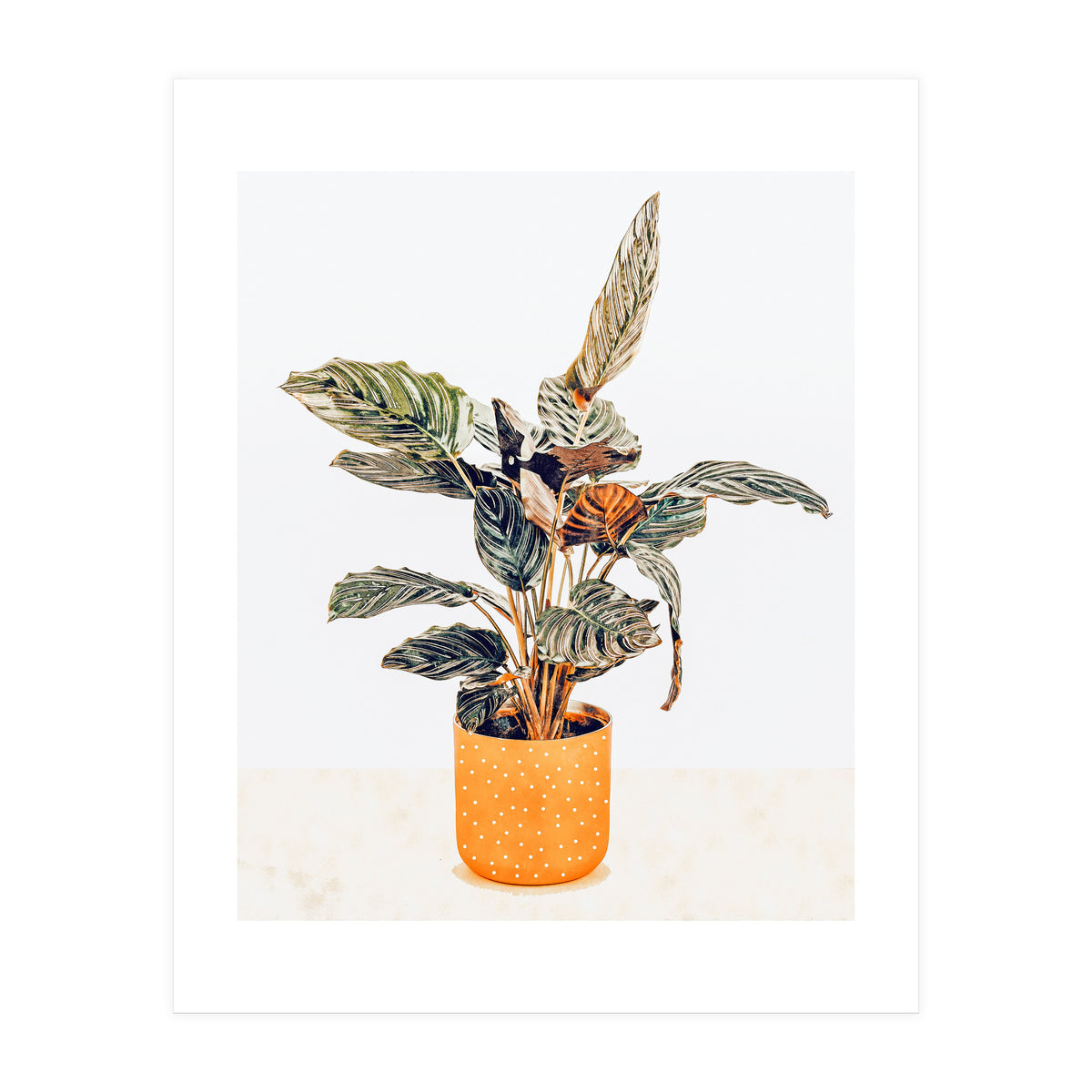 Botany II (Print Only)