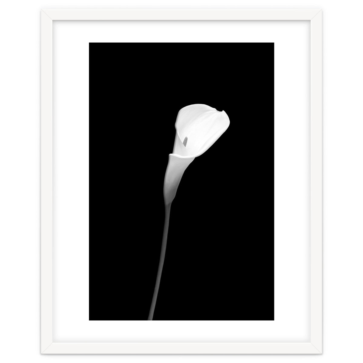 Calla | dark design