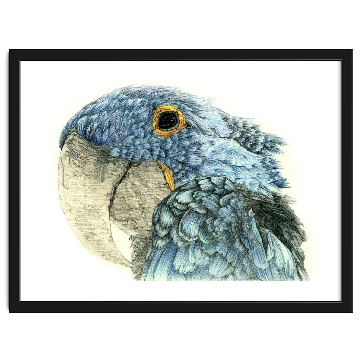 Blue Parrot
