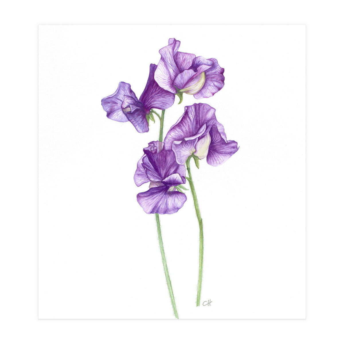 A Purple Posy Of Sweet Peas (Print Only)