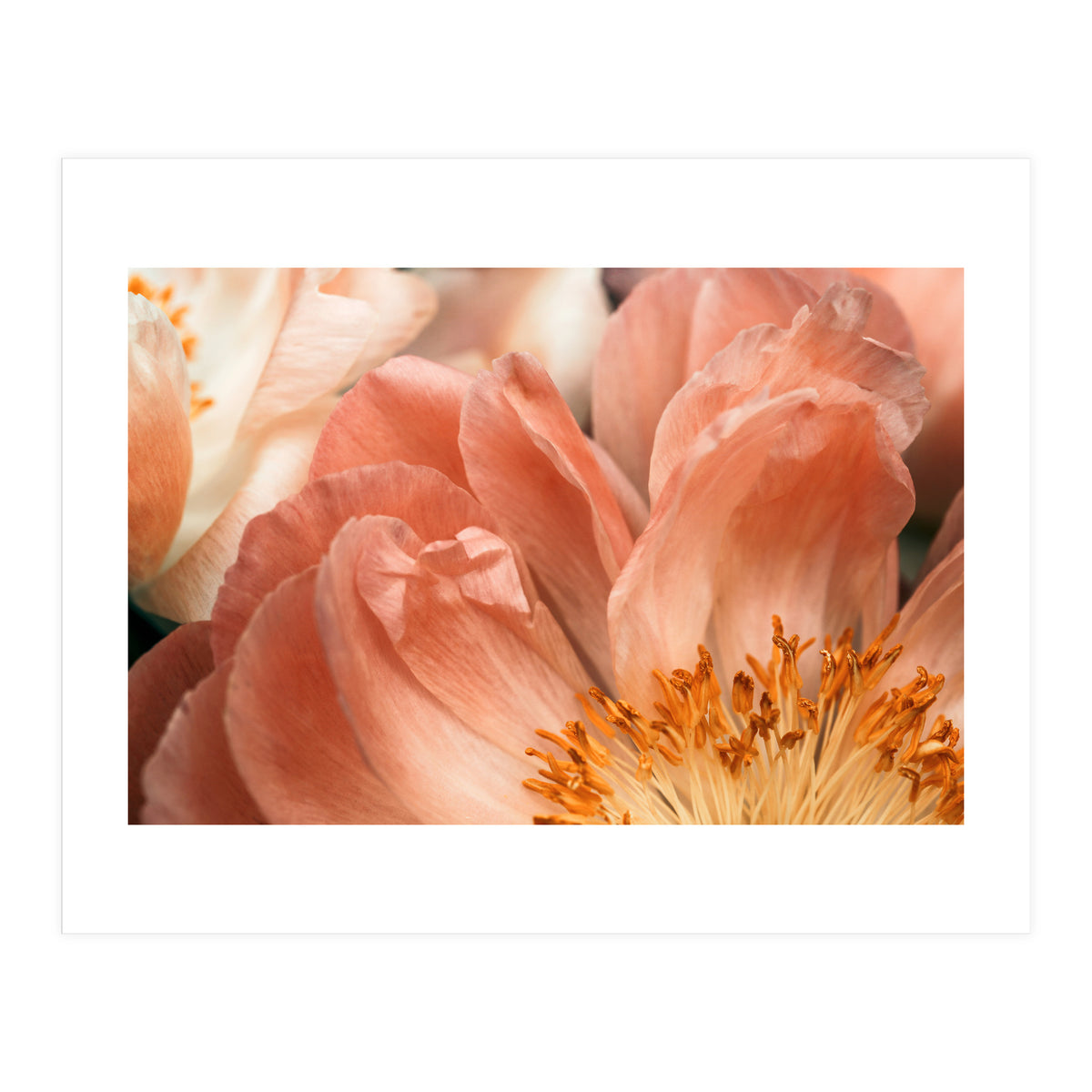 Coral Charm #1 (Print Only)