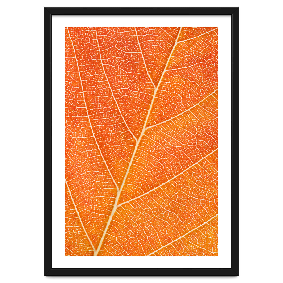 Autumn Leaf