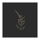 Delicate Golden Fynbos Botanicals on Black - Square (Print Only) thumbnail