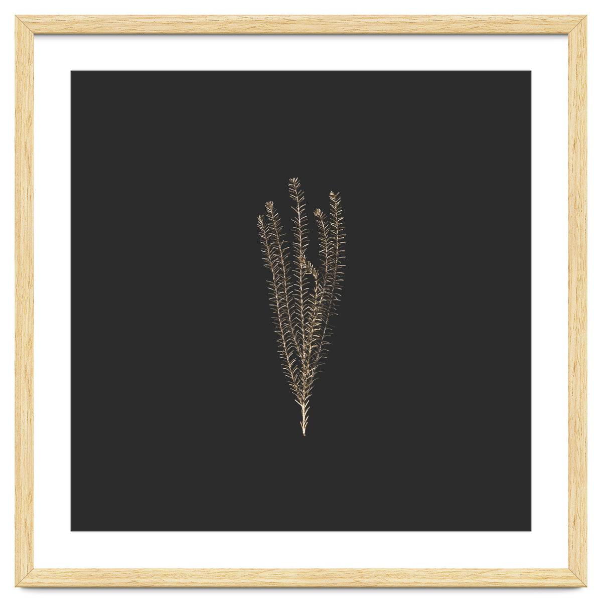 Delicate Fynbos Botanicals in Gold and Black - Square