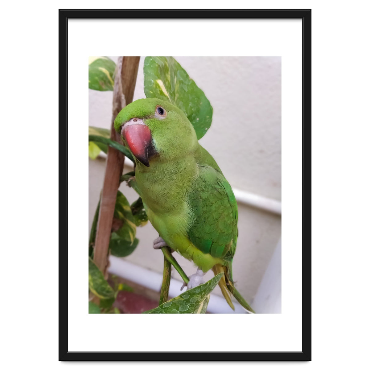 Posing Indian Parrot
