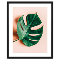 Monstera Shadow