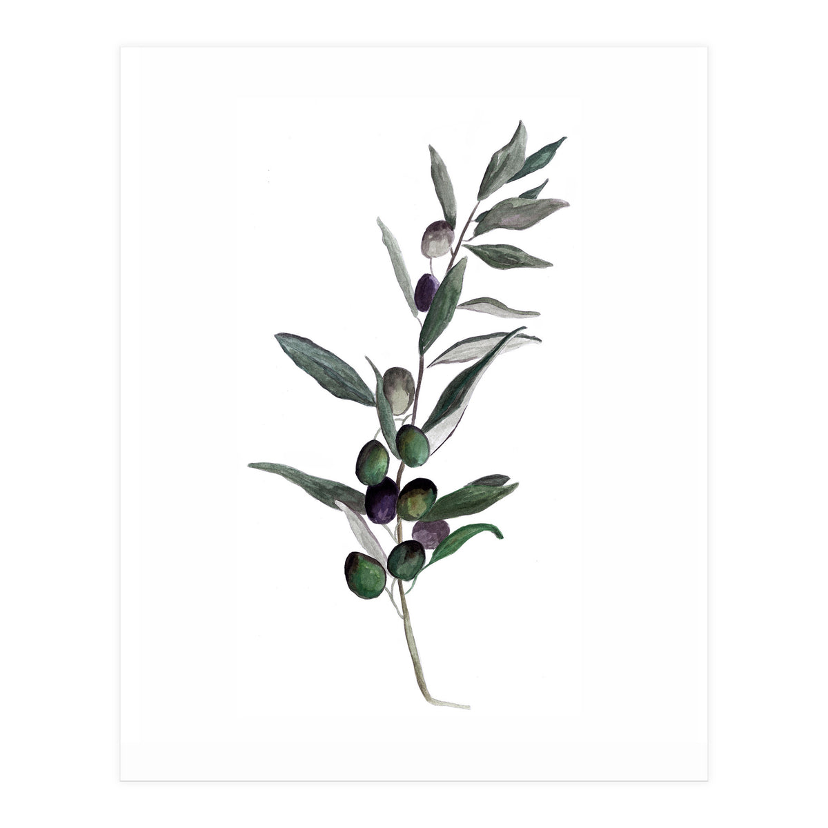 Botanical Illustration Olive (Print Only)