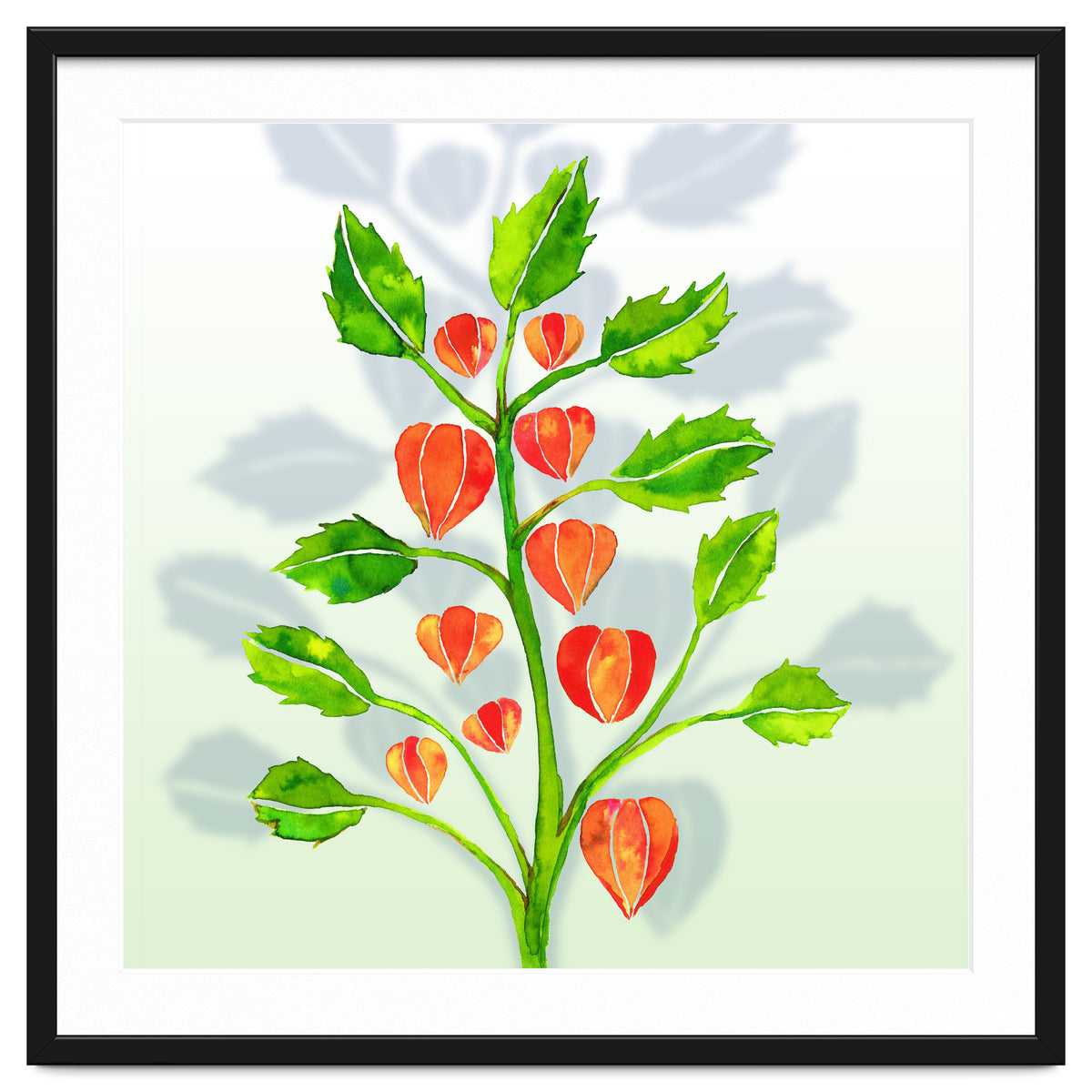Physalis