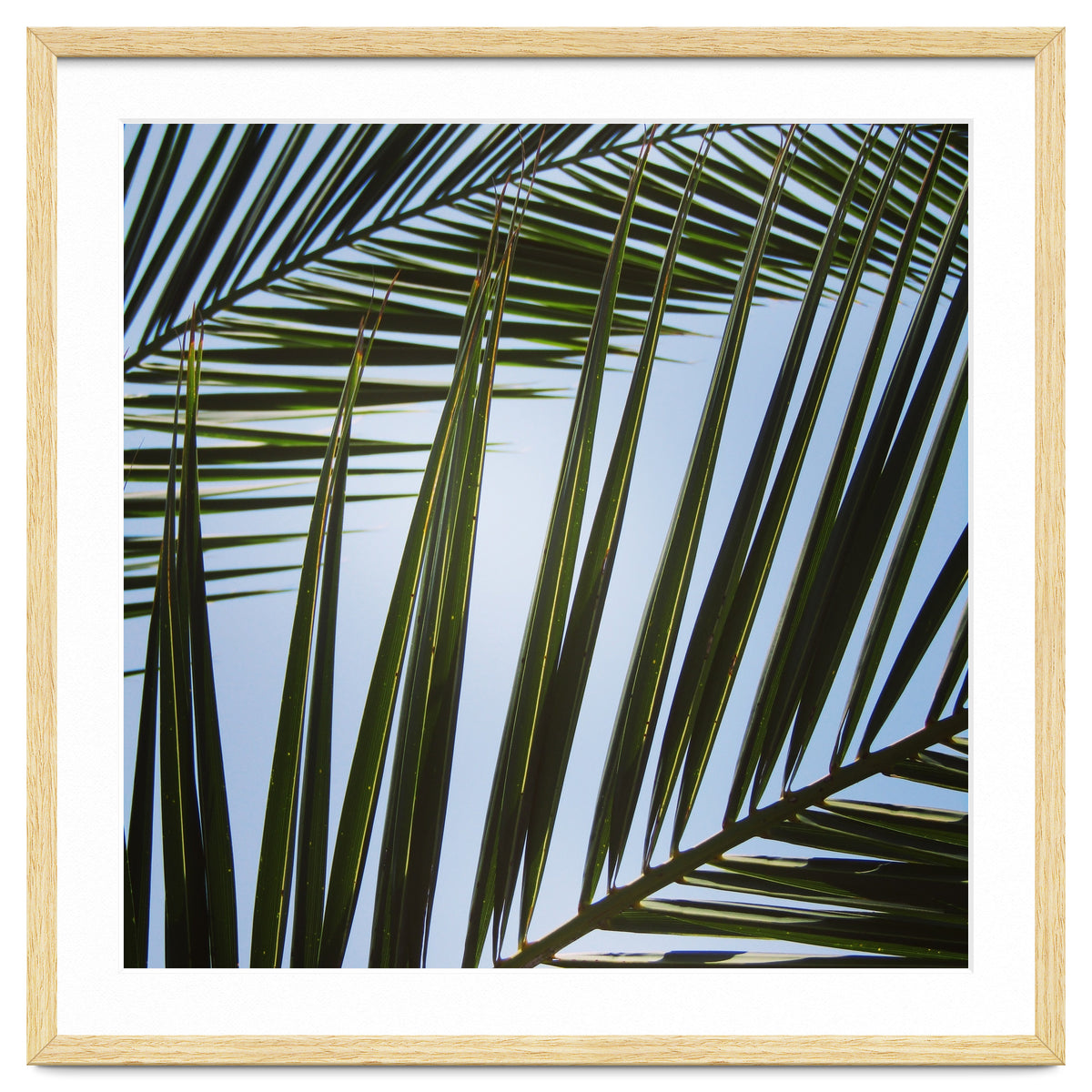 palm fronds