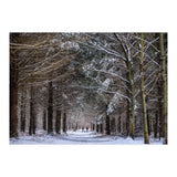 Dog Walkers in the Snow.  Heath Warren - Hampshire (Print Only) thumbnail