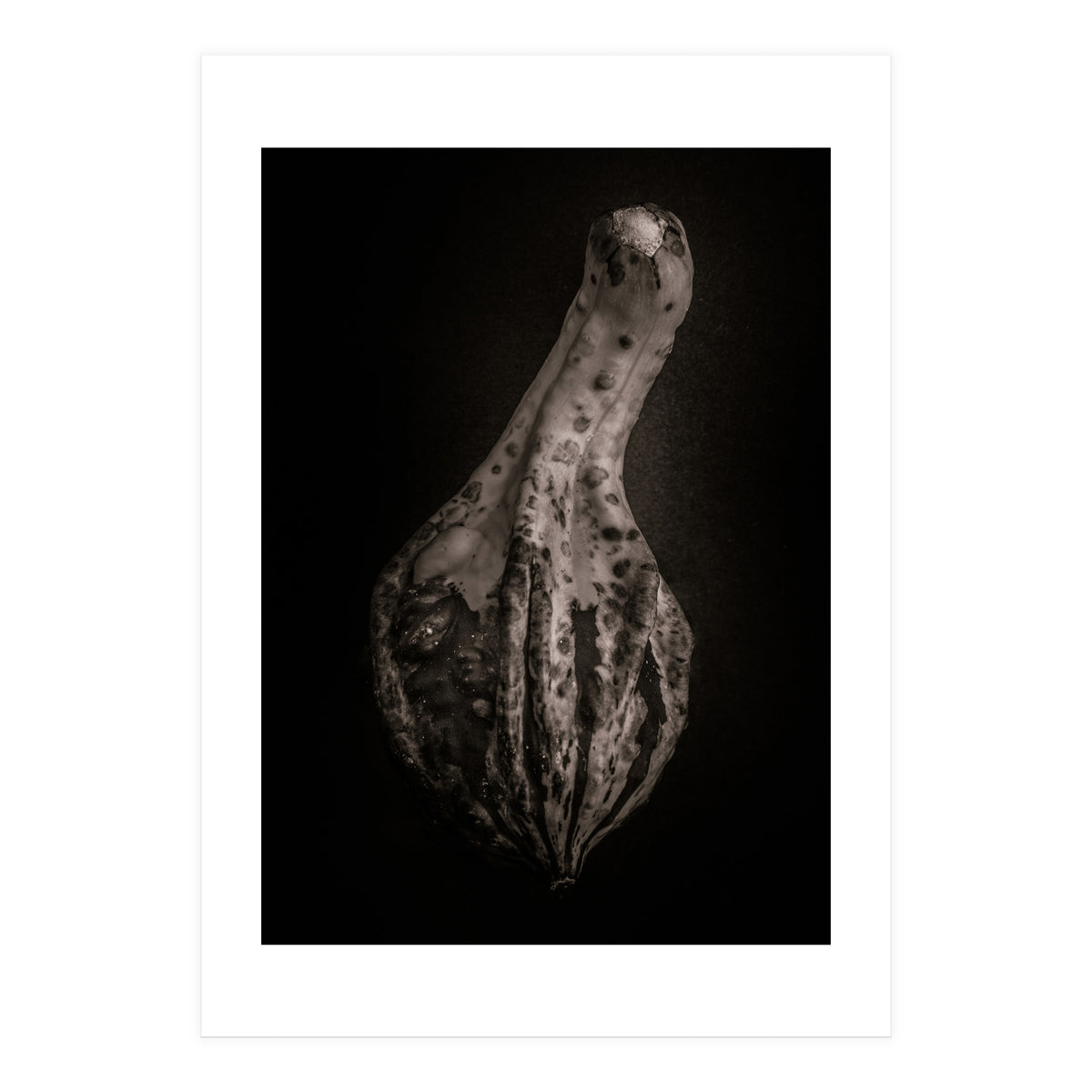 Gourds No 3 (Print Only)