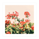 Bouganvillea Dream  (Print Only) thumbnail