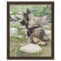 African Painted Dog I