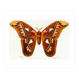 Attacus Atlas Moth illustrated  (Print Only) thumbnail
