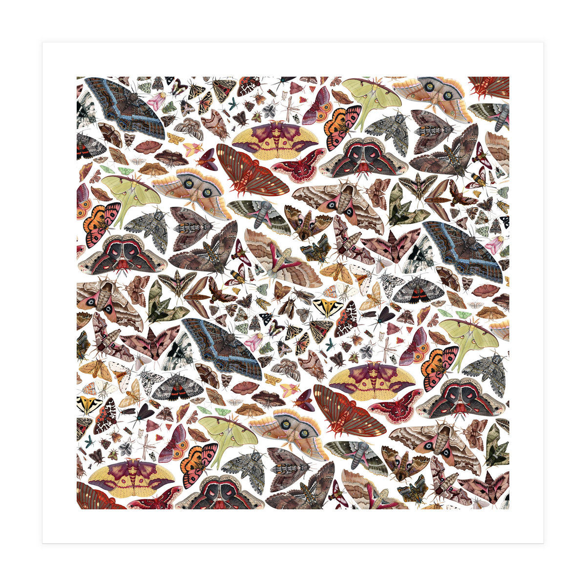 Moths of North America Pattern (Print Only)