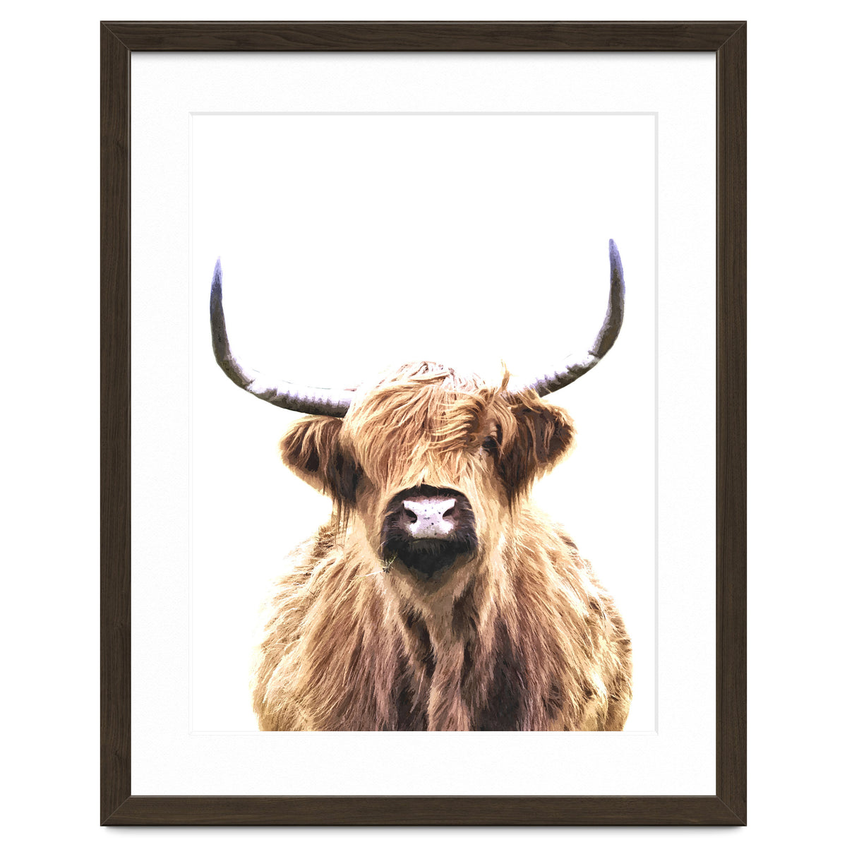 Highland Cow Portrait