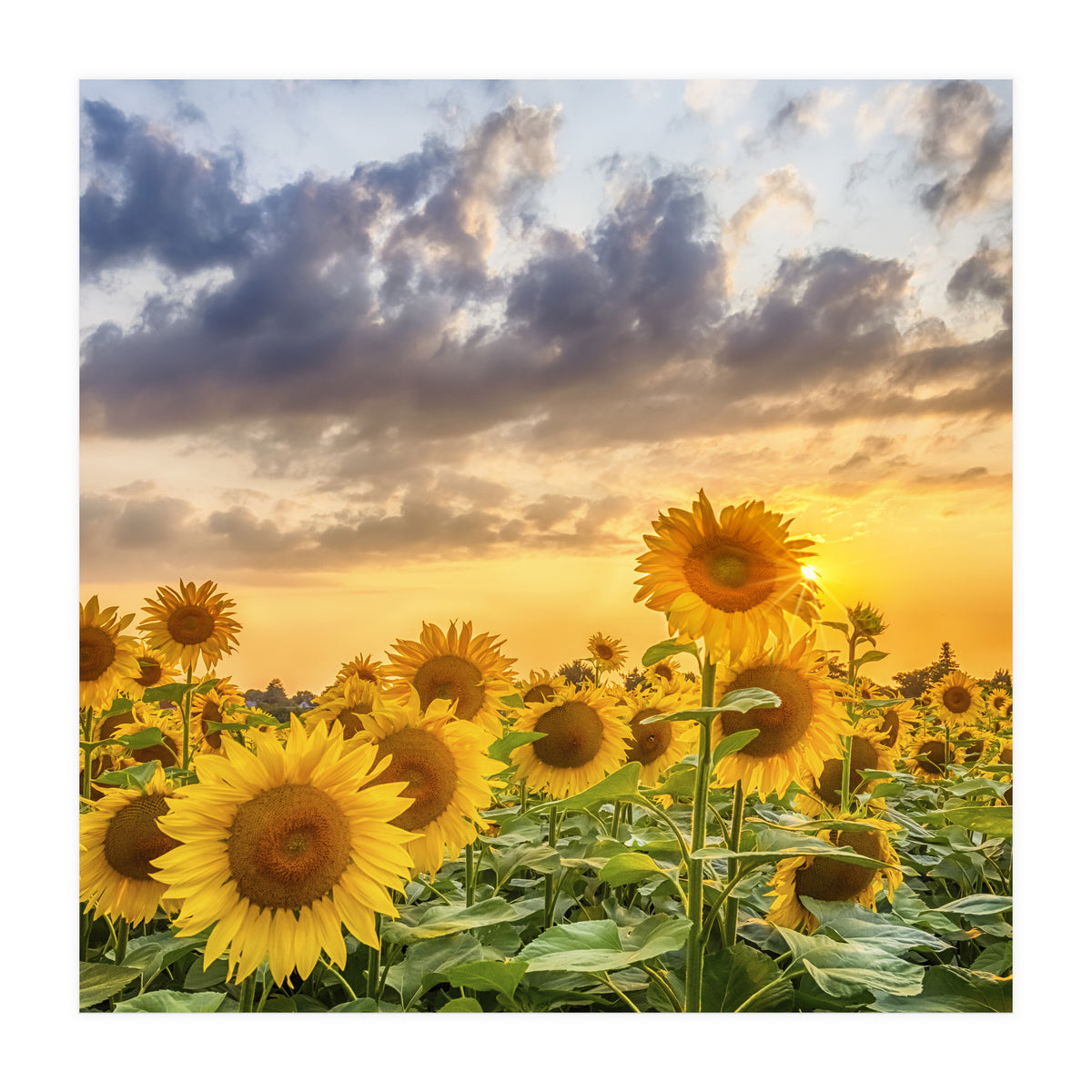 Sunflowers in sunset (Print Only)