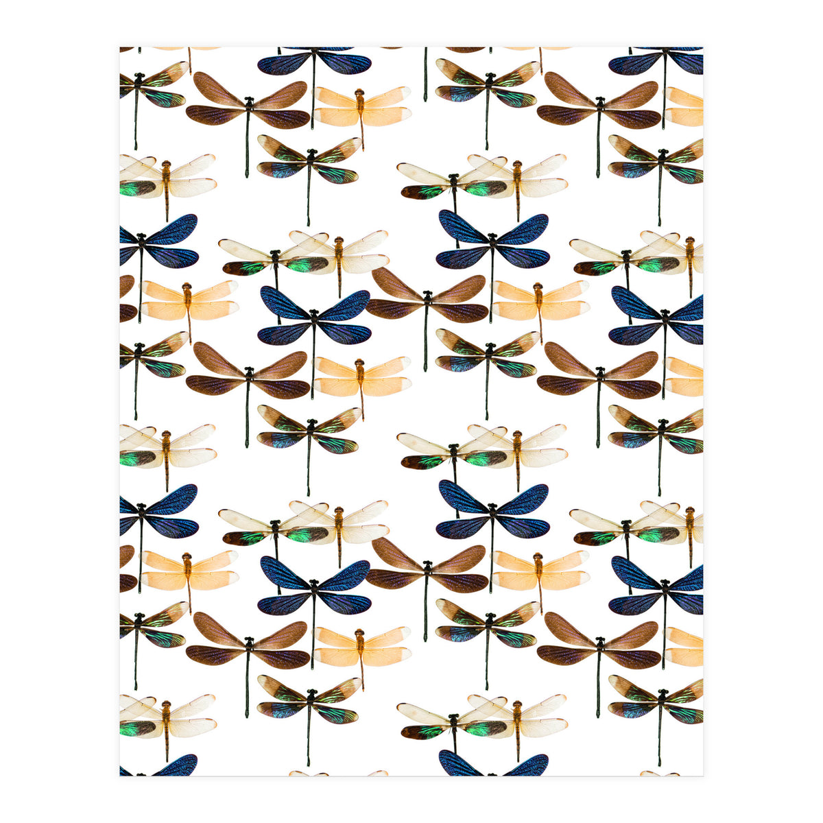 Cc Mle 10213 (Print Only)