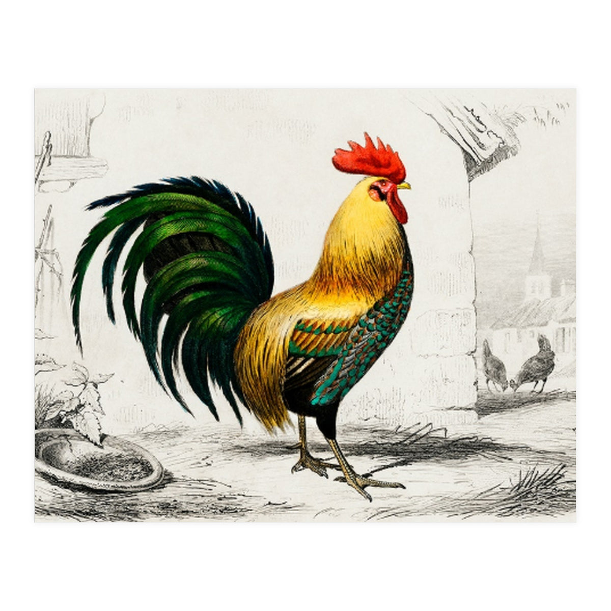 Cock illustrated (Print Only)