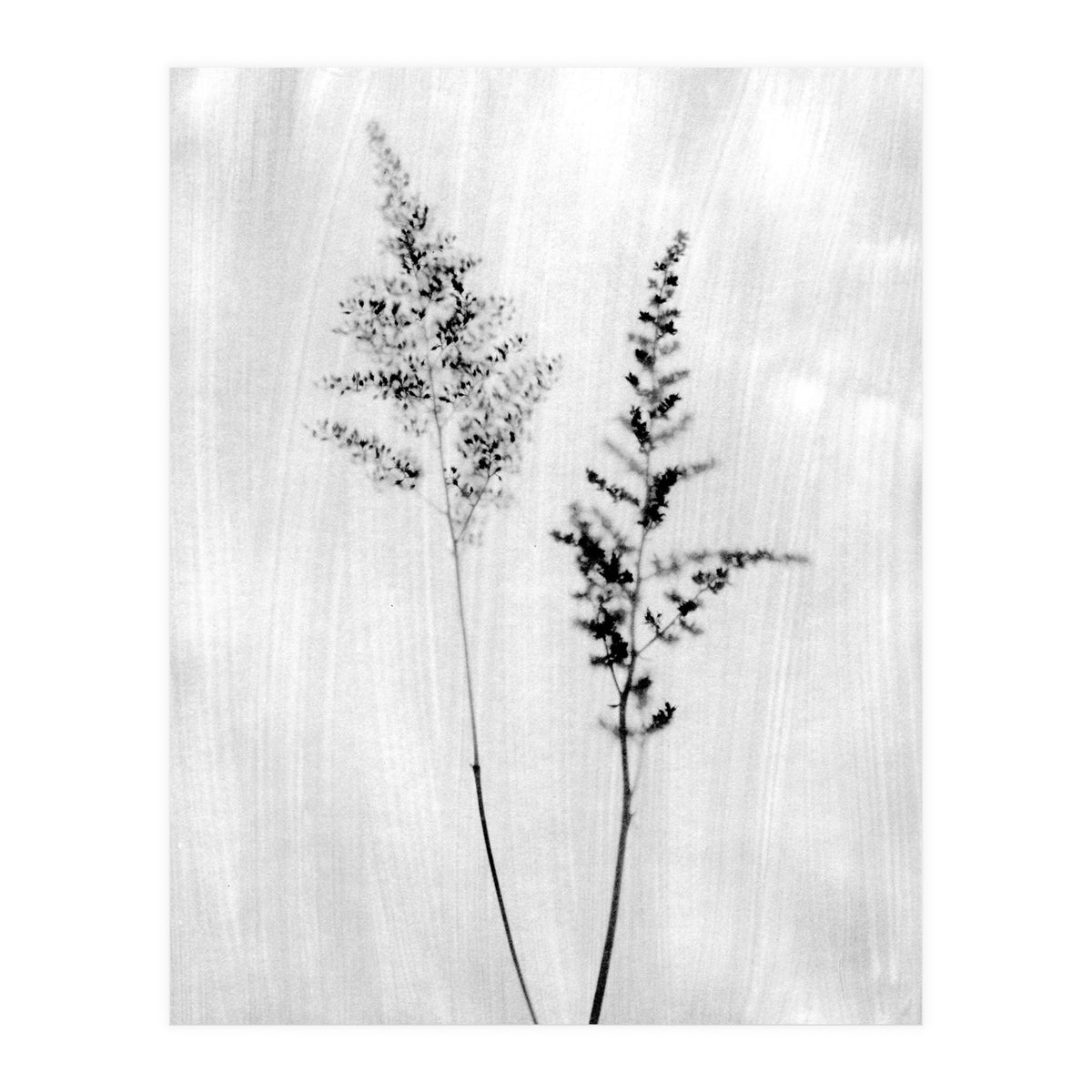 Delicate Wildflowers (Print Only)