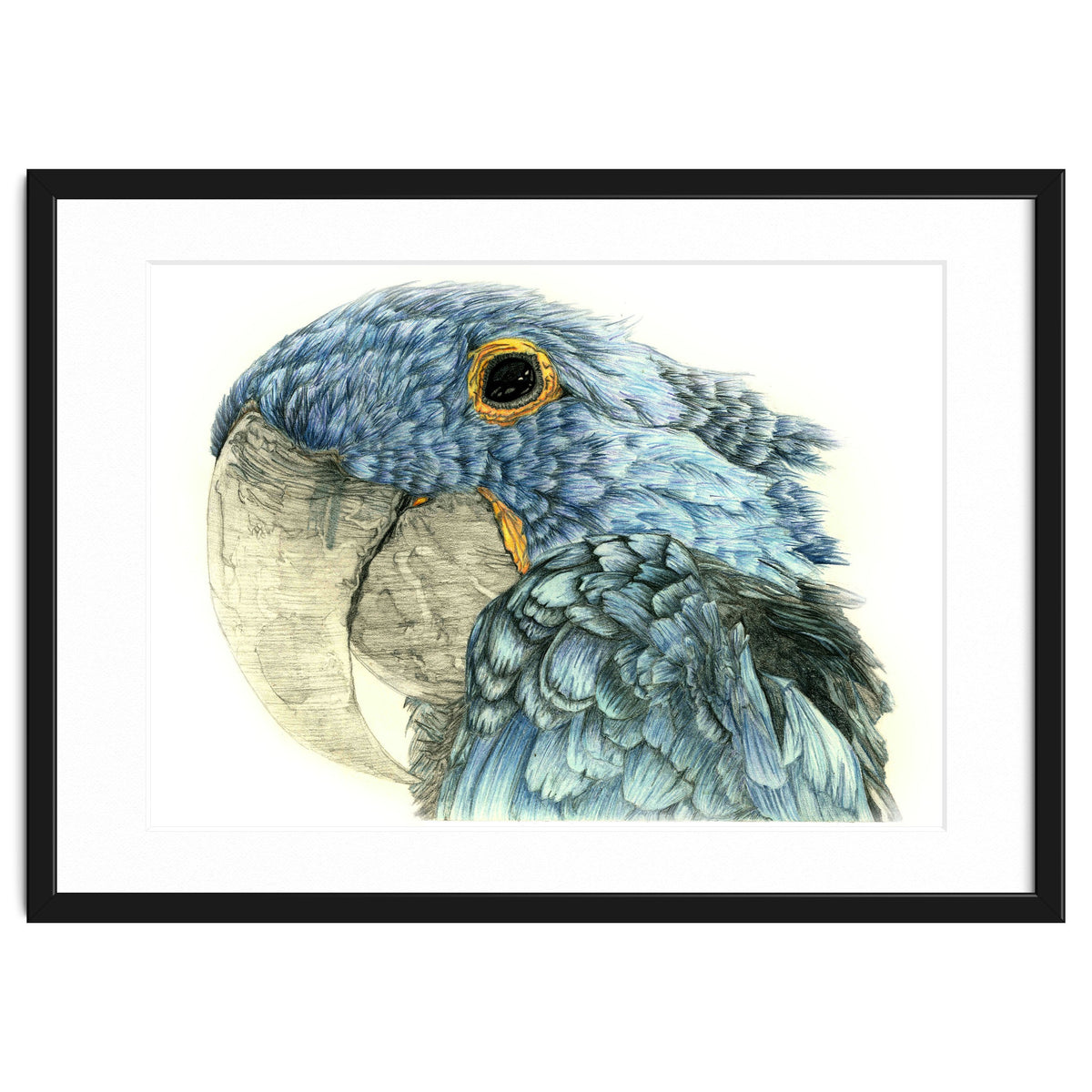 Blue Parrot