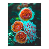 Rose Flowers  (Print Only) thumbnail