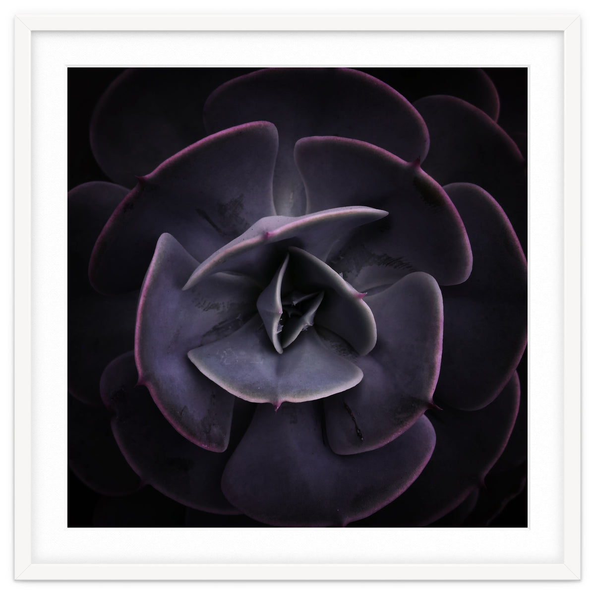 DARKSIDE OF SUCCULENTS VIII