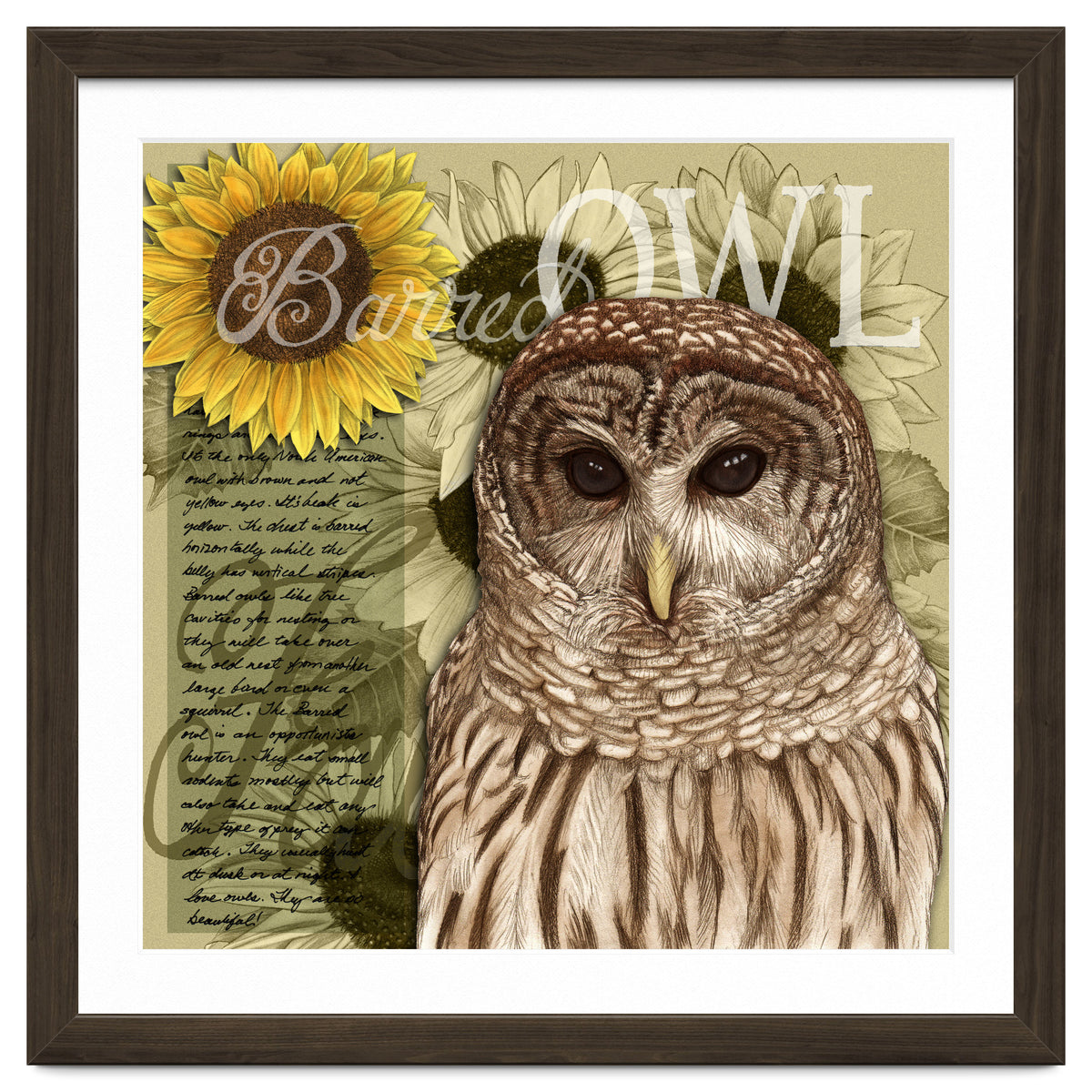 Sunflowers and Barred Owl