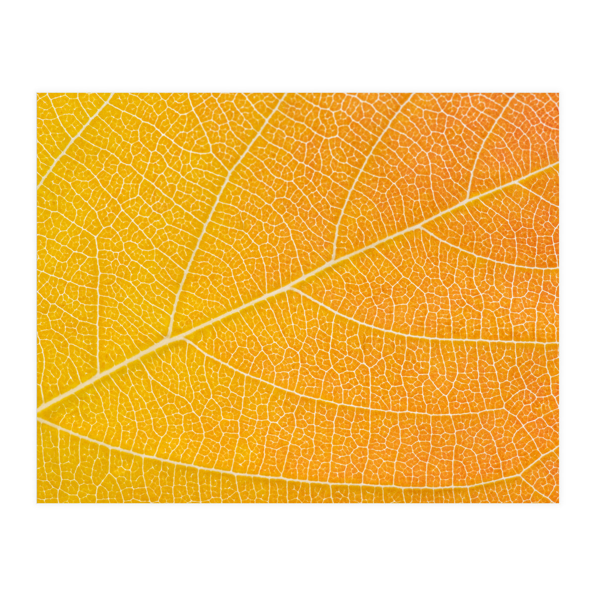 Autumn Leaf (Print Only)