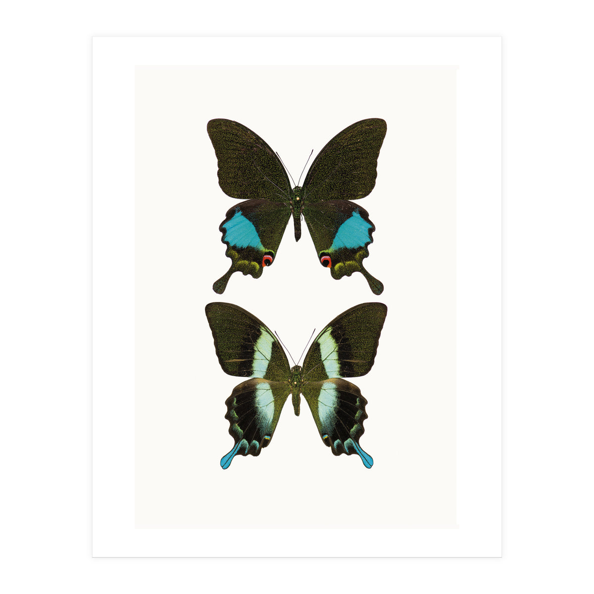 Cc Butterflies 02 (Print Only)