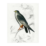 Red-footed Falcon illustrated (Print Only) thumbnail
