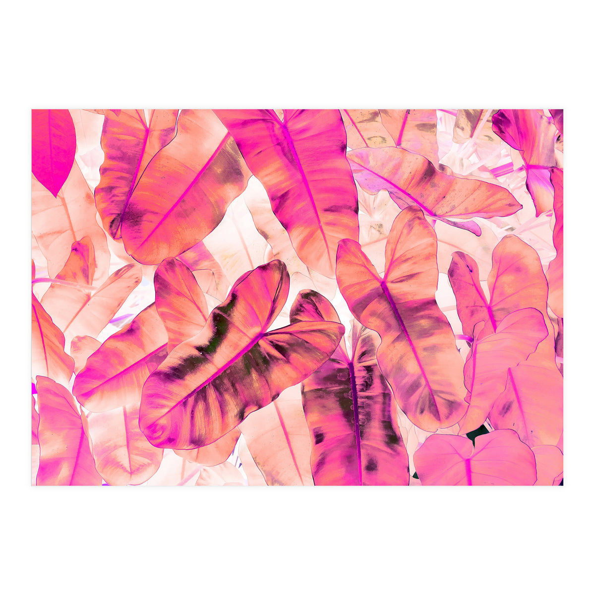 Pink Nirvana (Print Only)