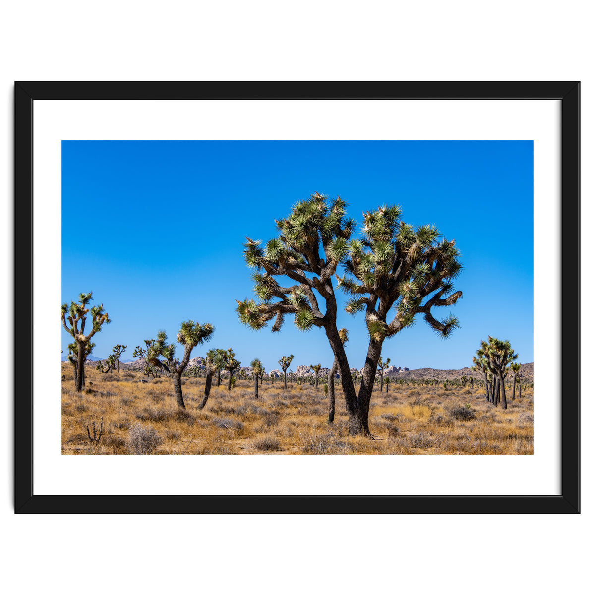 Joshua Trees