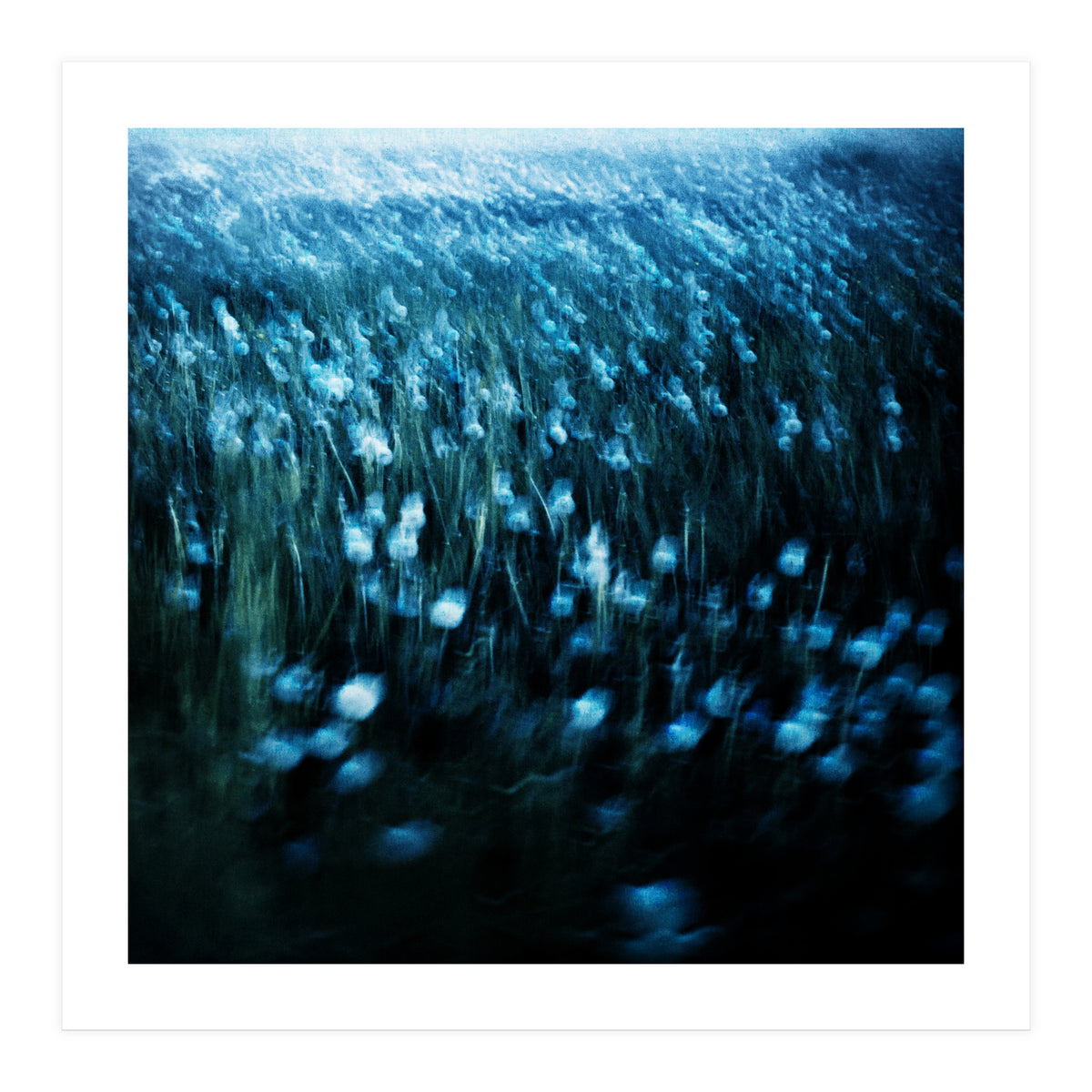 dandelion meadow (Print Only)