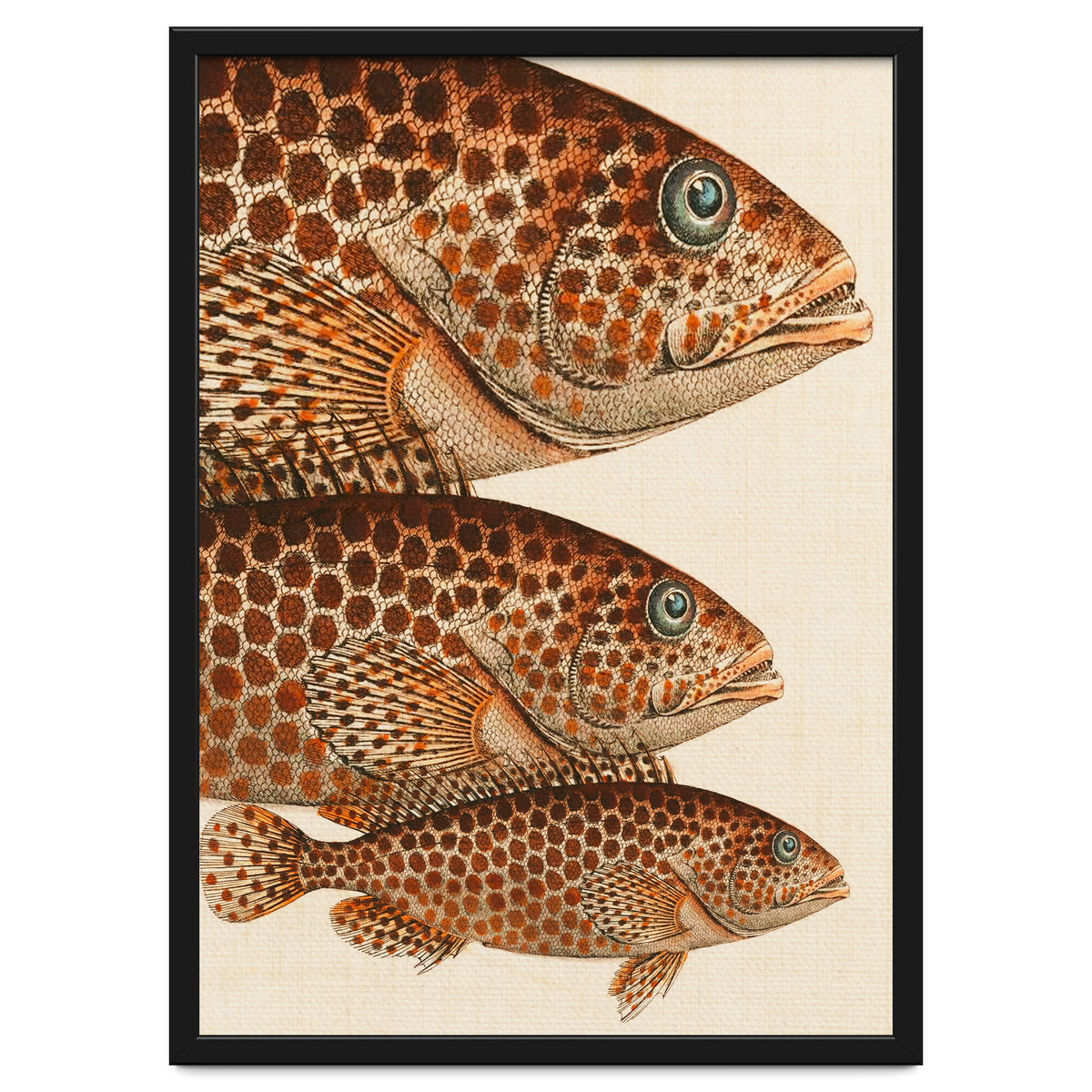 Fish Classic Designs 6