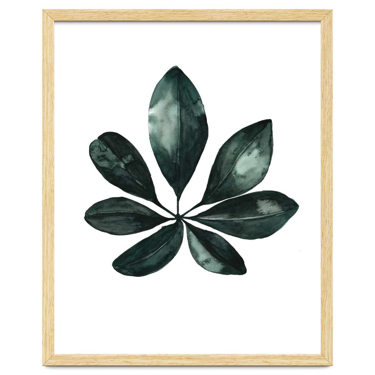 Botanical Illustration Arboricola Schefflera