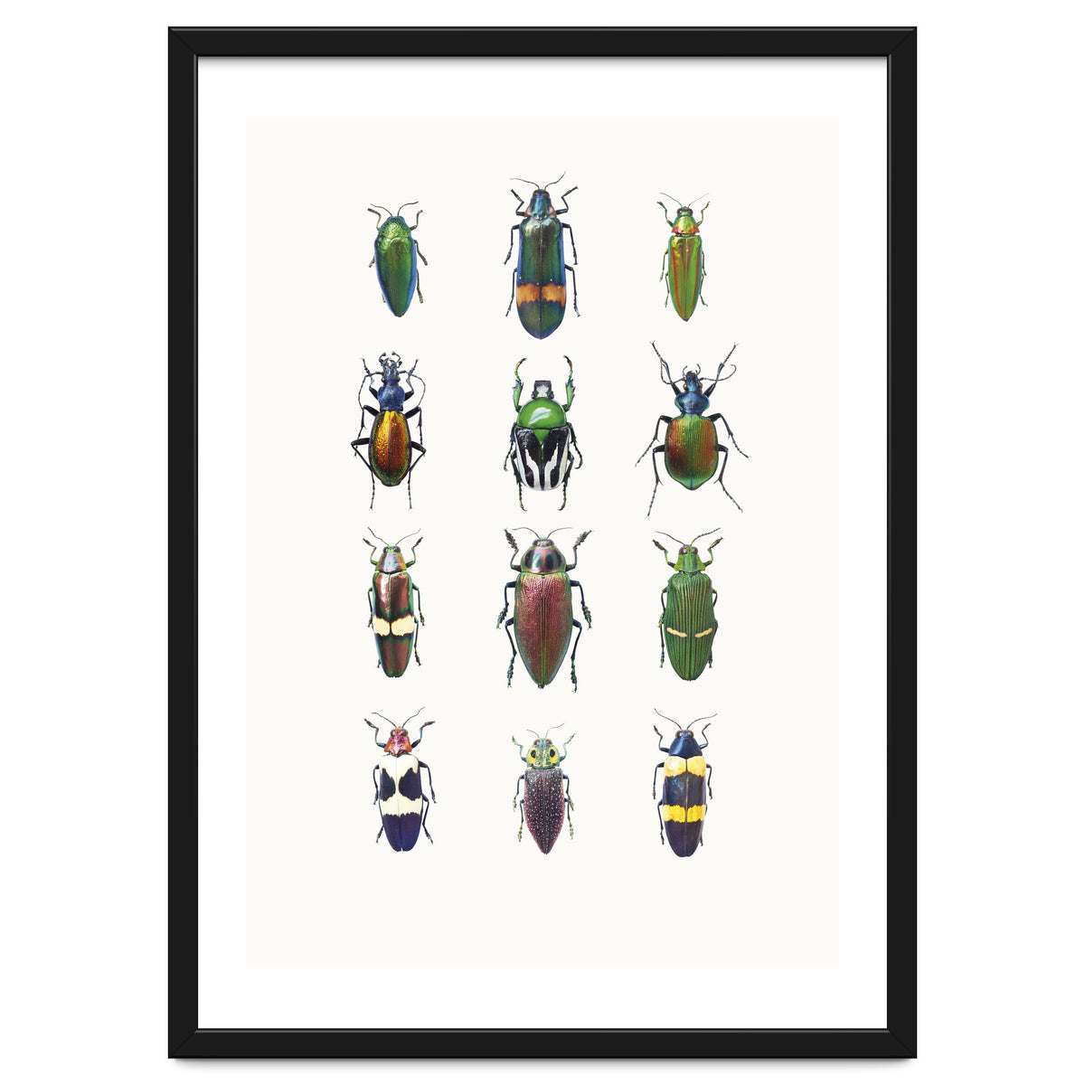 Cc Insects 03