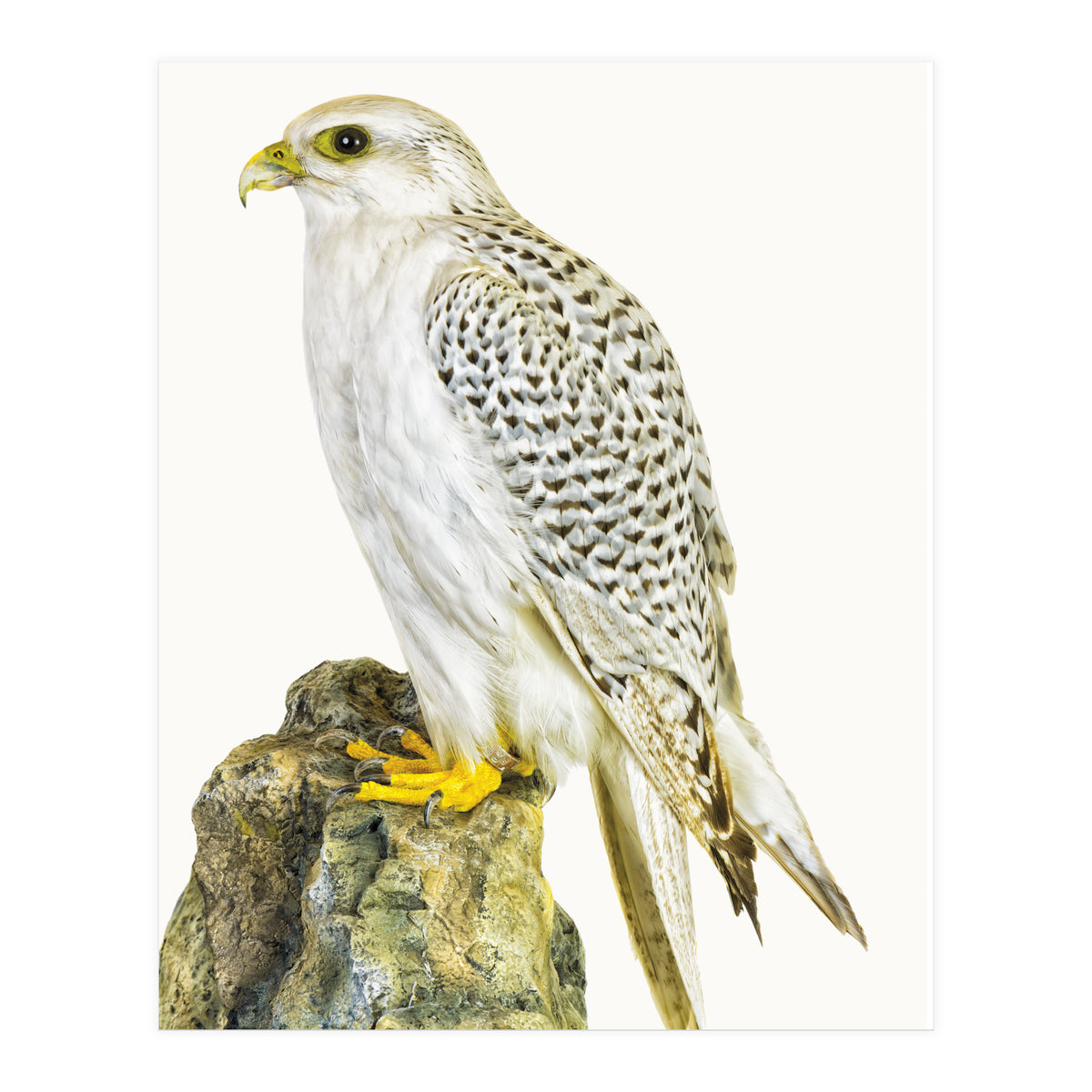 Cc Birds 03 (Print Only)