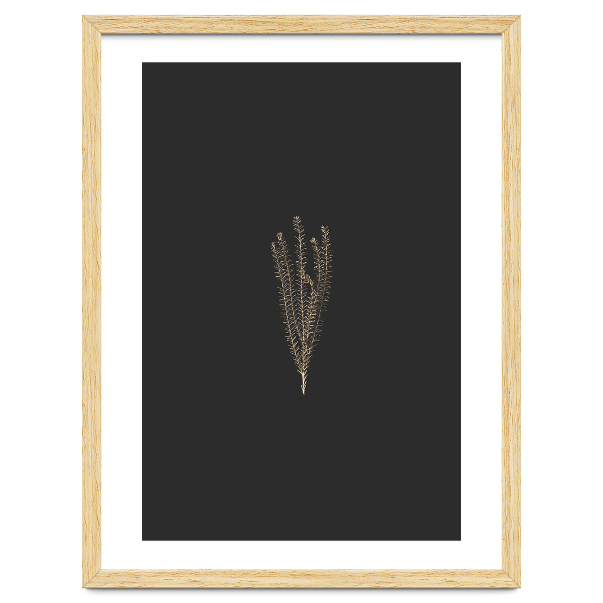 Delicate Fynbos Botanicals in Gold and Black