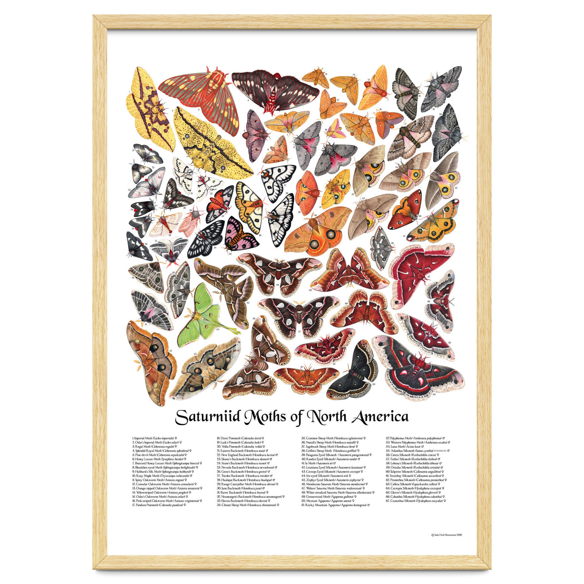 Saturniid Moths of North America