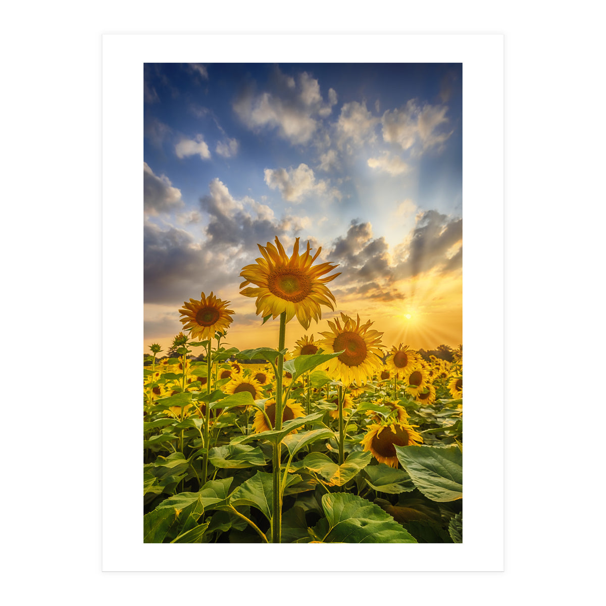 Sunset with beautiful sunflowers (Print Only)