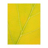 Autumn Leaf (Print Only) thumbnail