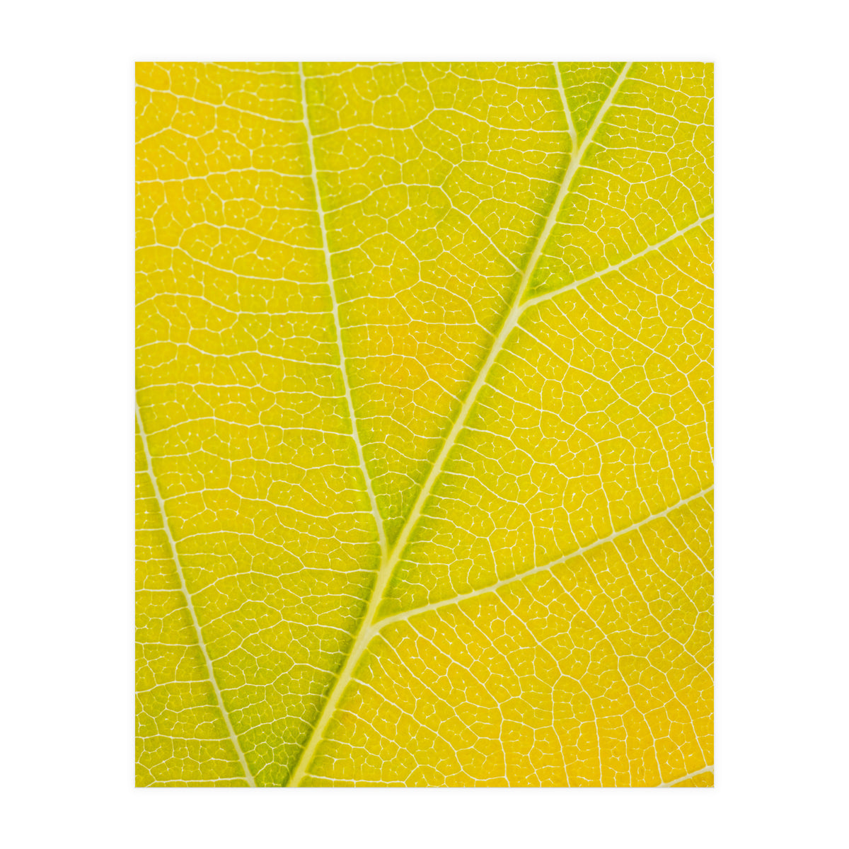 Autumn Leaf (Print Only)