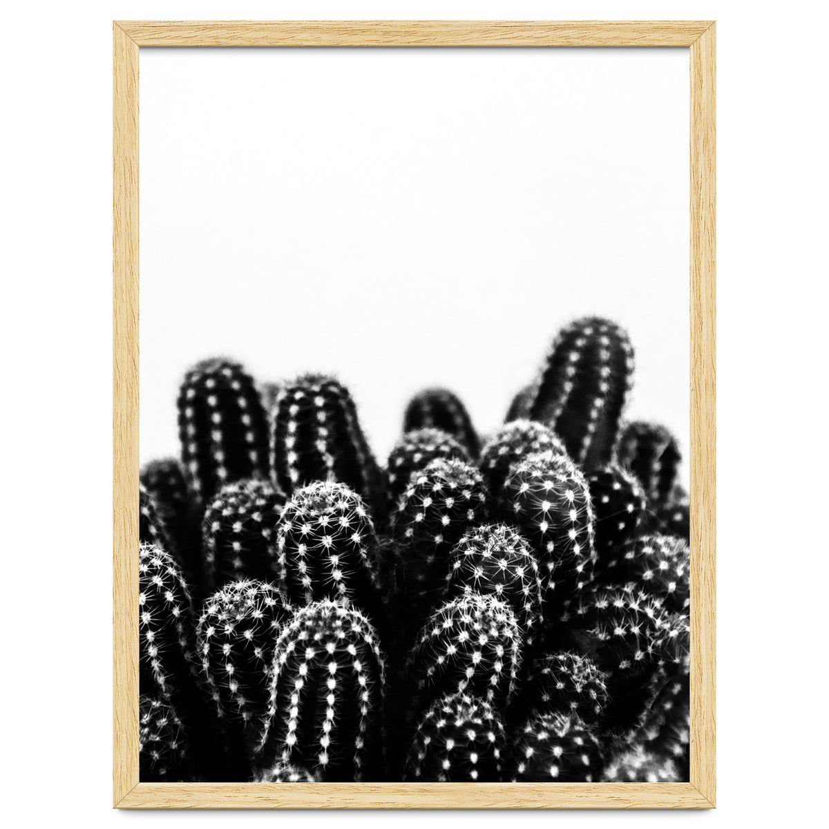 cactus nature X