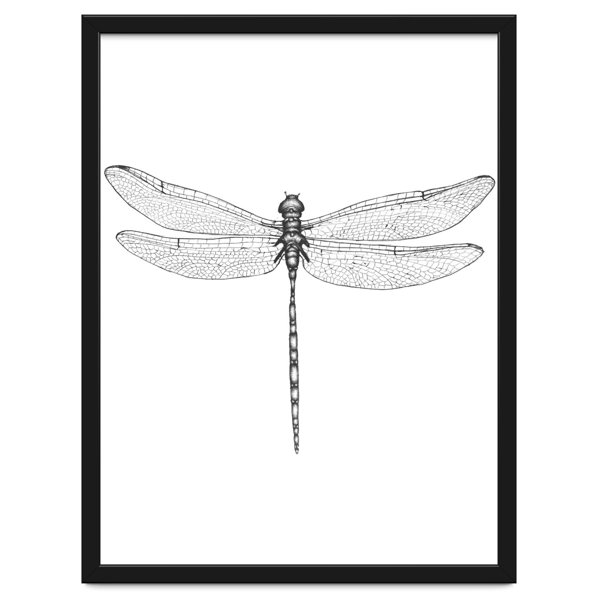 Dragonfly Wings