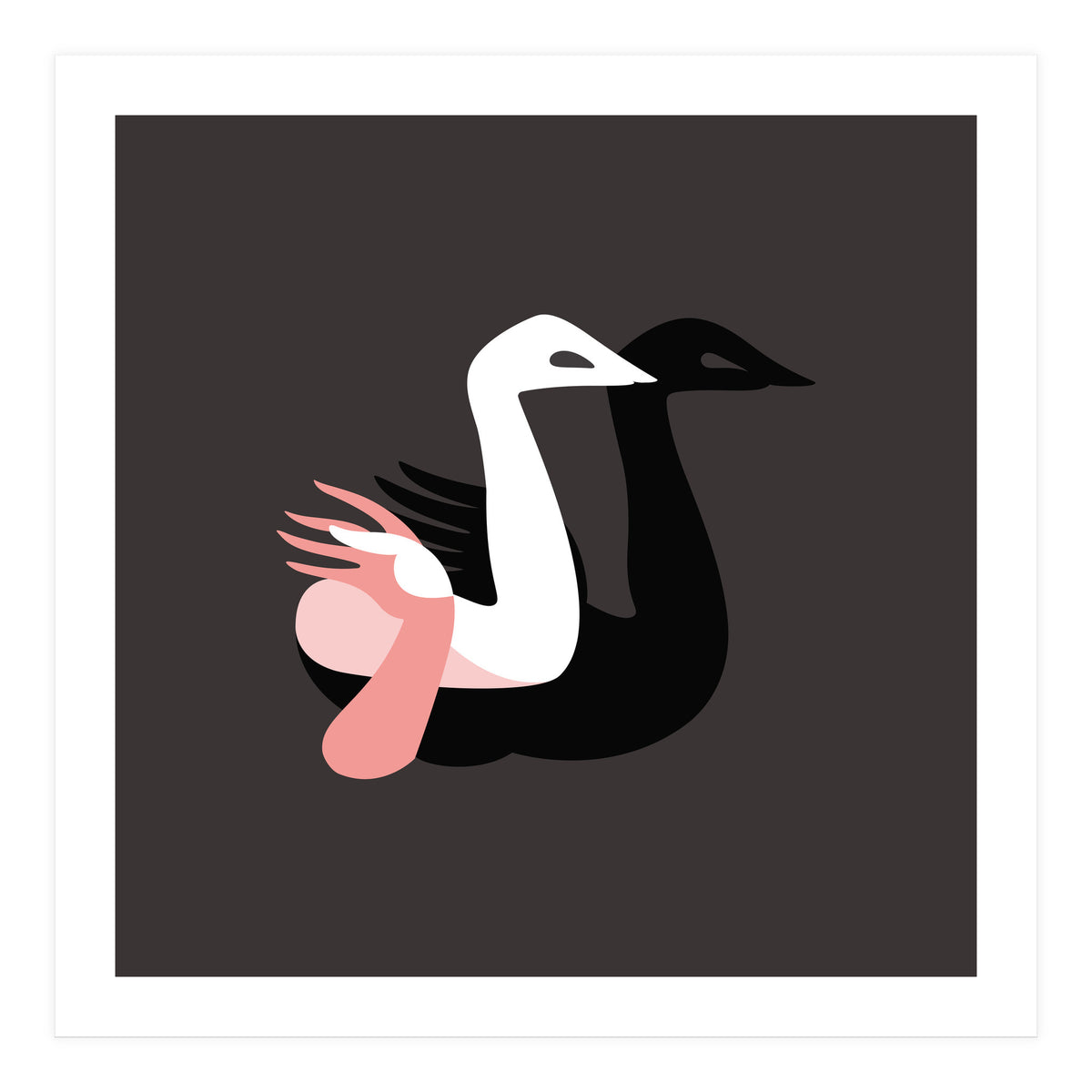 Black swan (Print Only)