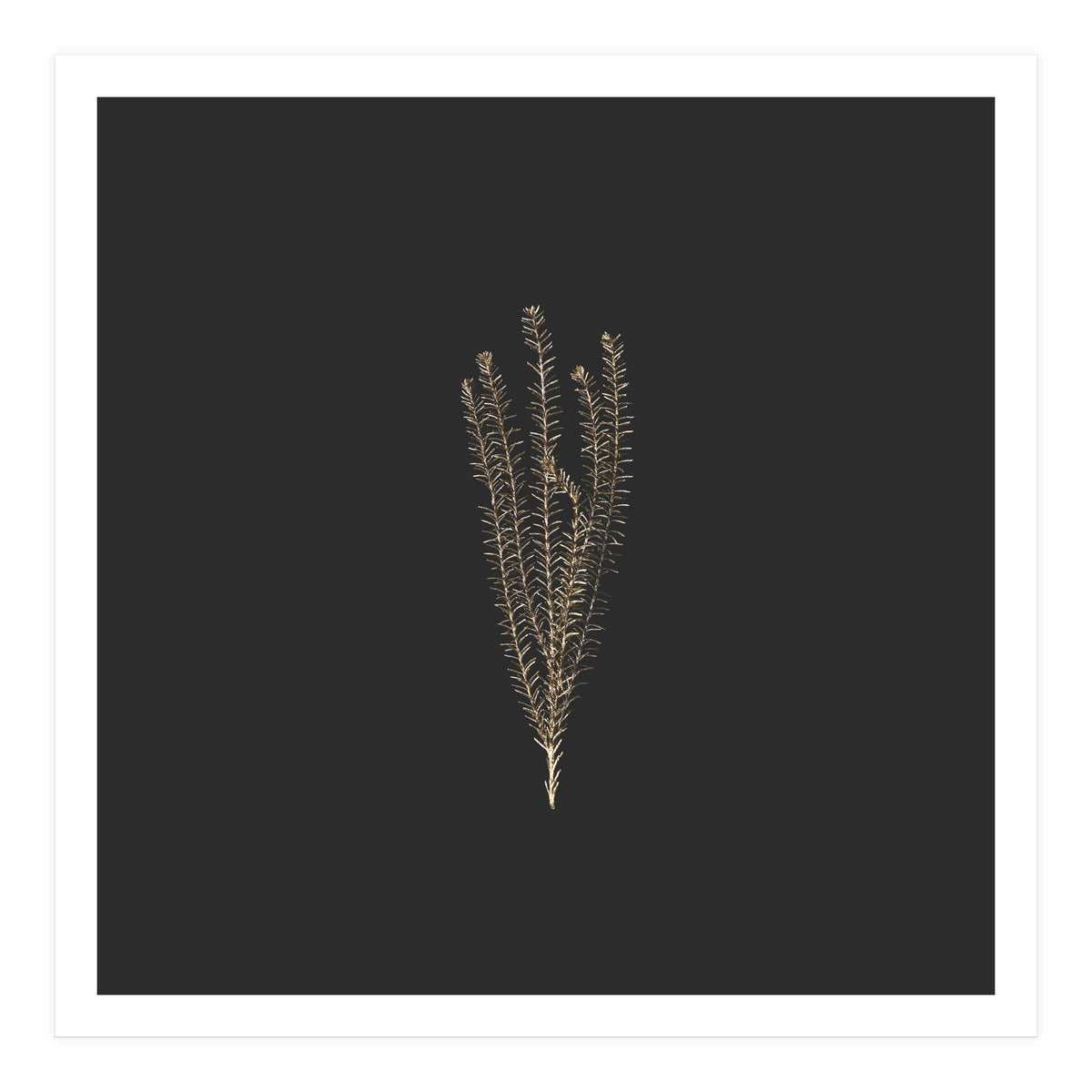 Delicate Fynbos Botanicals in Gold and Black - Square (Print Only)