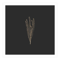 Delicate Fynbos Botanicals in Gold and Black - Square (Print Only)