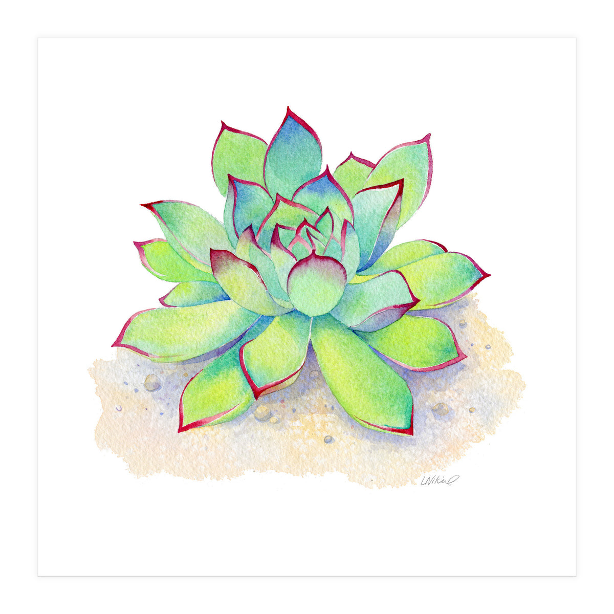 Pink Tip Succulent (Print Only)